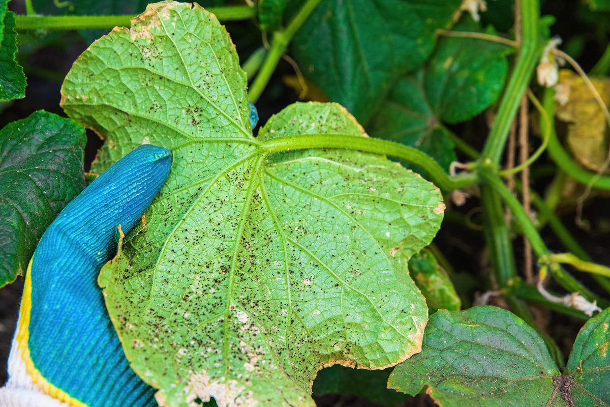 Managing Pests in Gardens: Vegetables: Cucumber