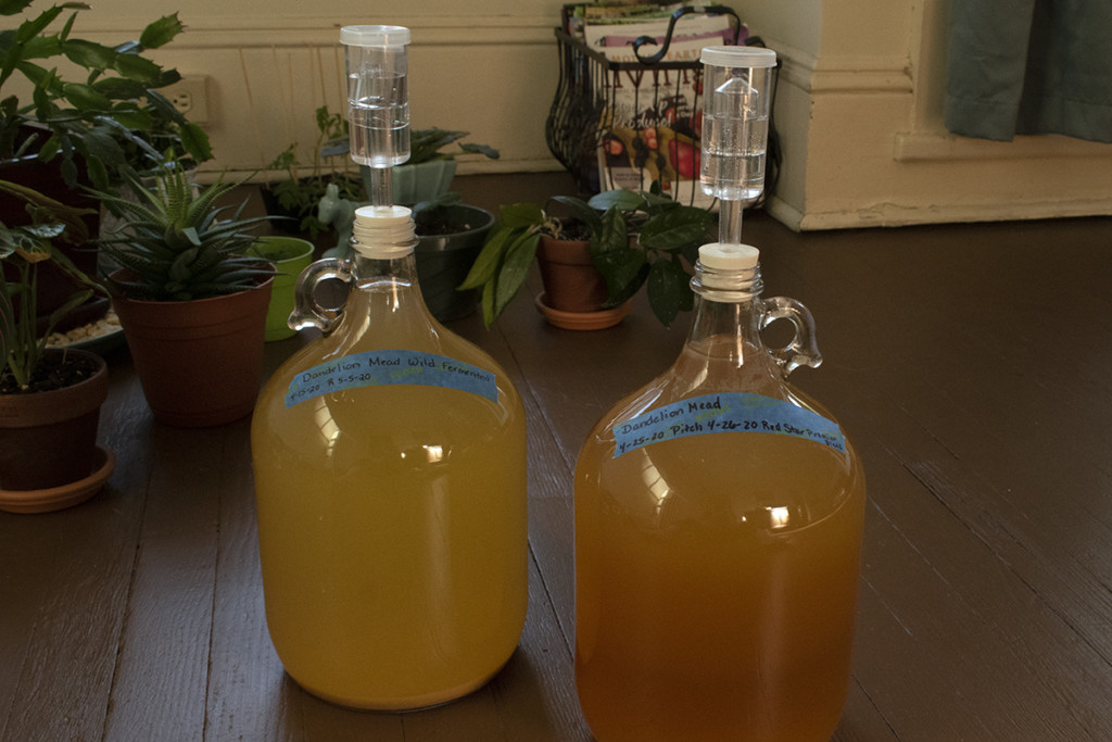 Deux bonbonnes d’hydromel de pissenlit fermentant
