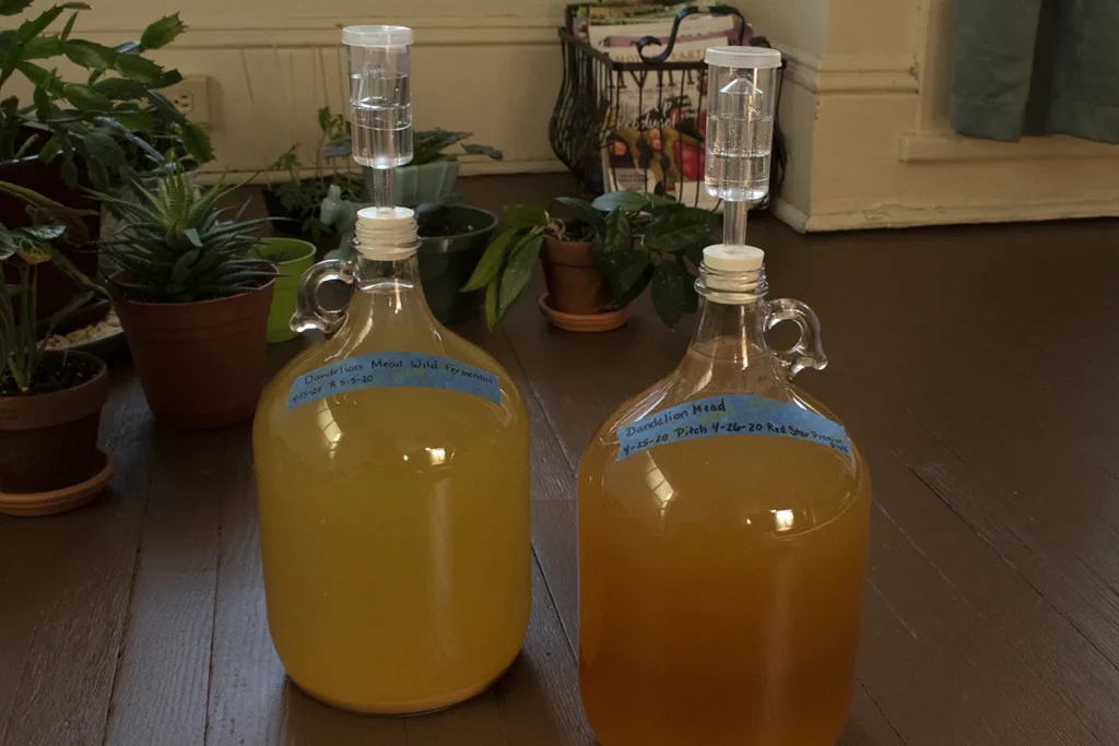 Two carboys of dandelion mead fermenting