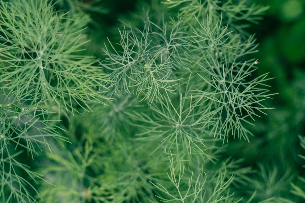 Close up of blue-green dill fronds
