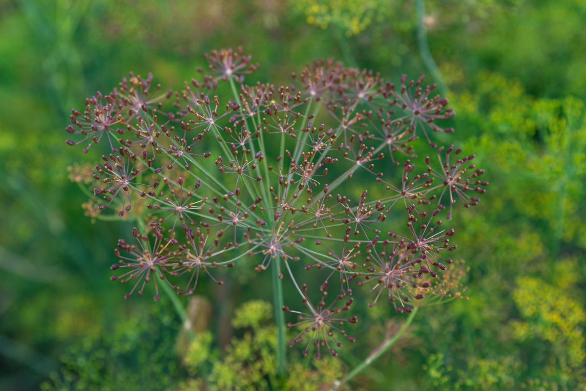 A dill umbel gone to seed and drying out.