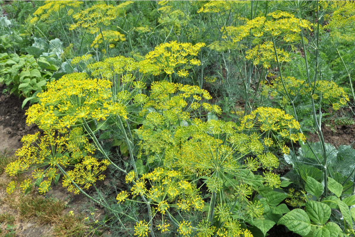 Large yellow-green blooms of a dill plant in a garden. 