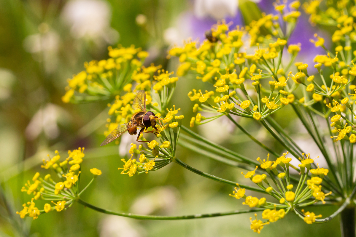 Close up of hoverfly on dill flowers