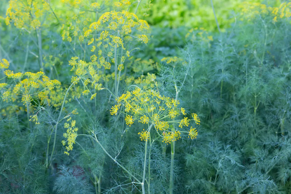 A stand of blue-green dill fronds with a few flowers just starting to open. 