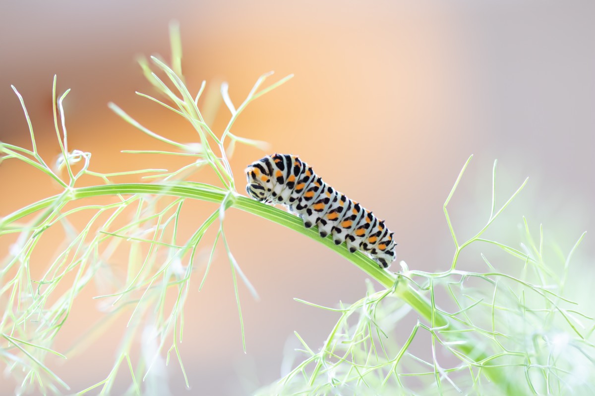 A swallowtail butterfly caterpillar on a dill frond. 