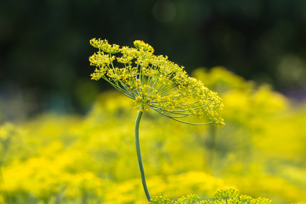 Close up of dill umbel against background of yellow dill flowers.