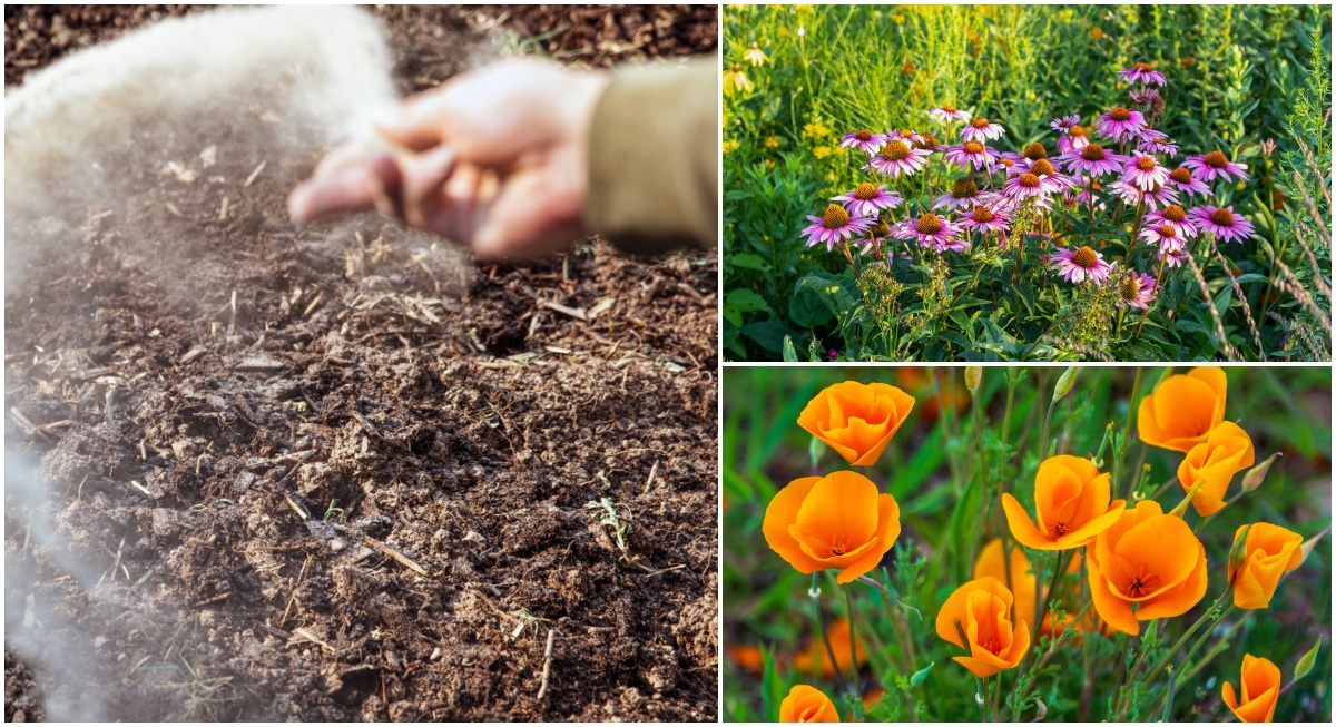 10 Flower Seeds You Can Direct Sow Outside