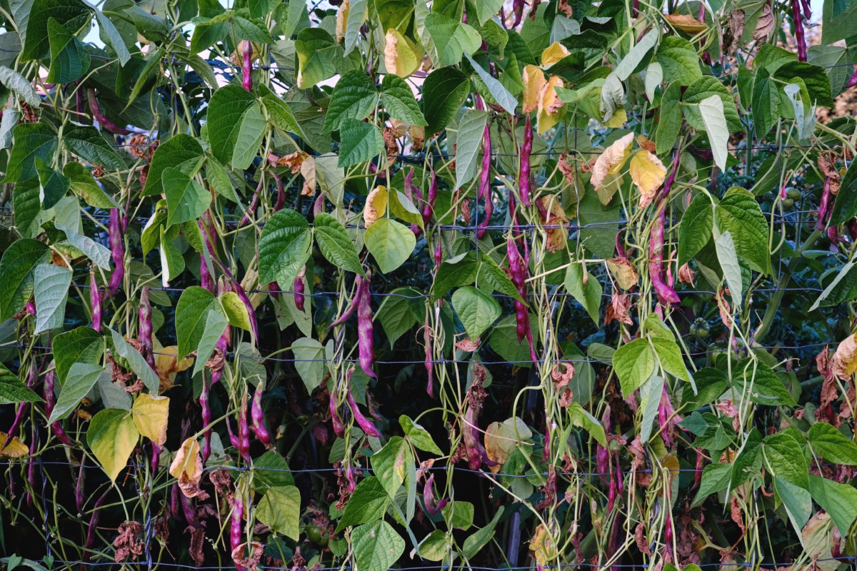 Colorful beans growing on fence in garden