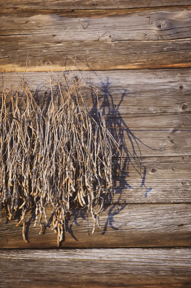 Uprooted dried bean plants hanging against shed in the sun