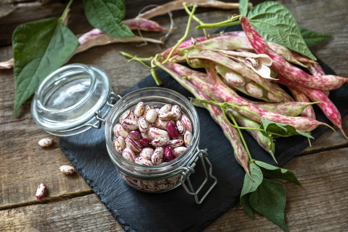 Multiplikation Derfor Sælger 7 Reasons To Grow Dry Beans + How to Grow, Harvest & Store Them