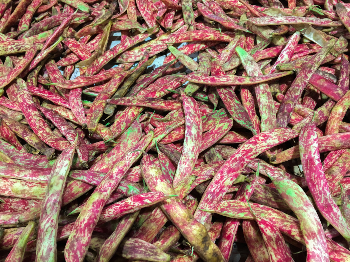 Colorful pink and green bean pods