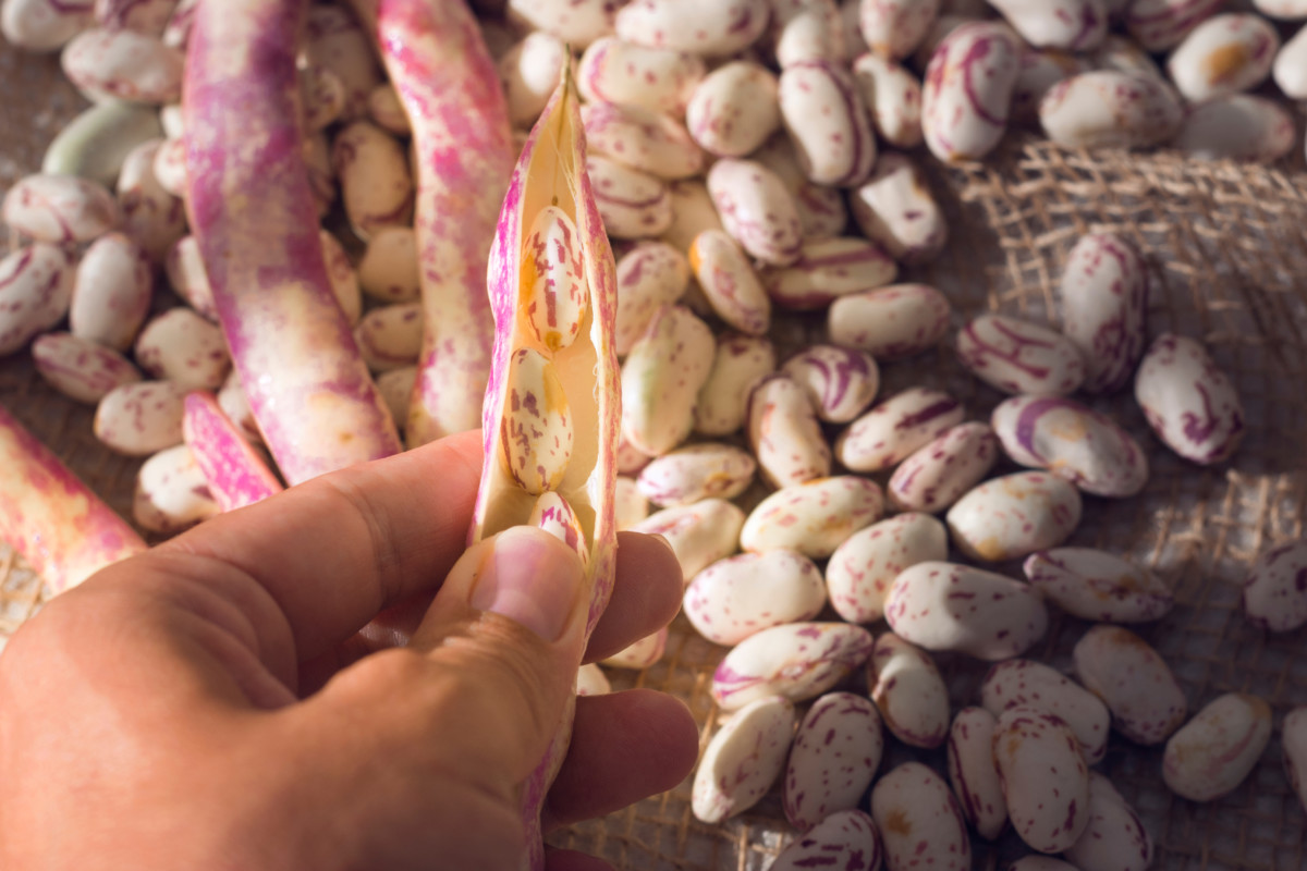 Person's hands shucking beans