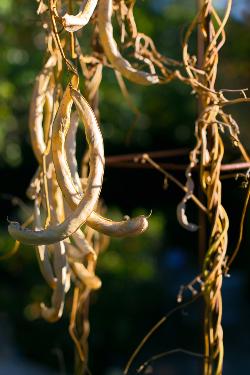 Dry beans on the vine, ready to harvest.