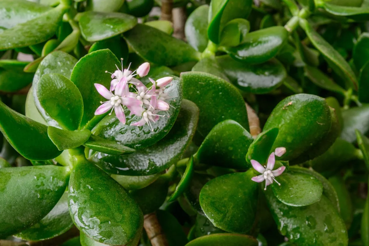 Dew-covered jade plant leaves with several pale pink flowers.
