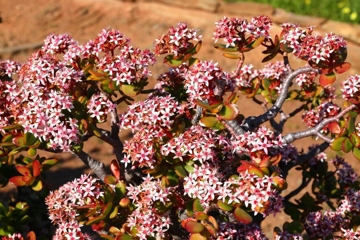 A jade plant growing wild in its native South Africa.