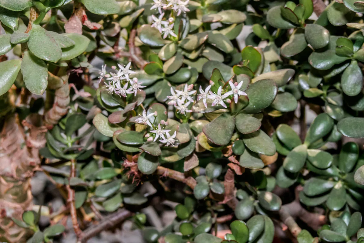 A jade plant in bloom growing outside.