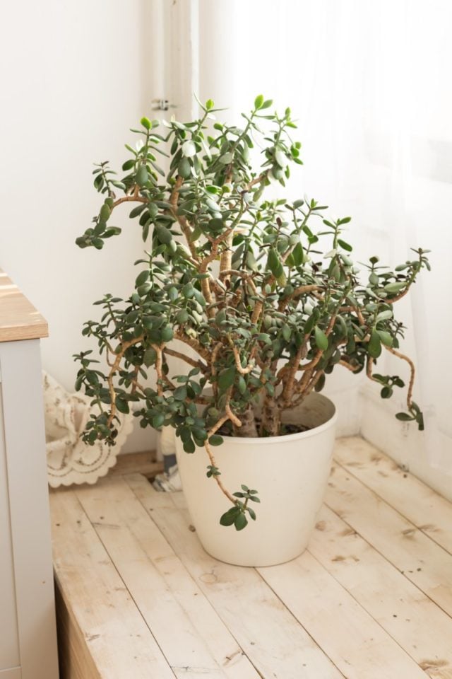 How To Get Your Jade Plant To Flower