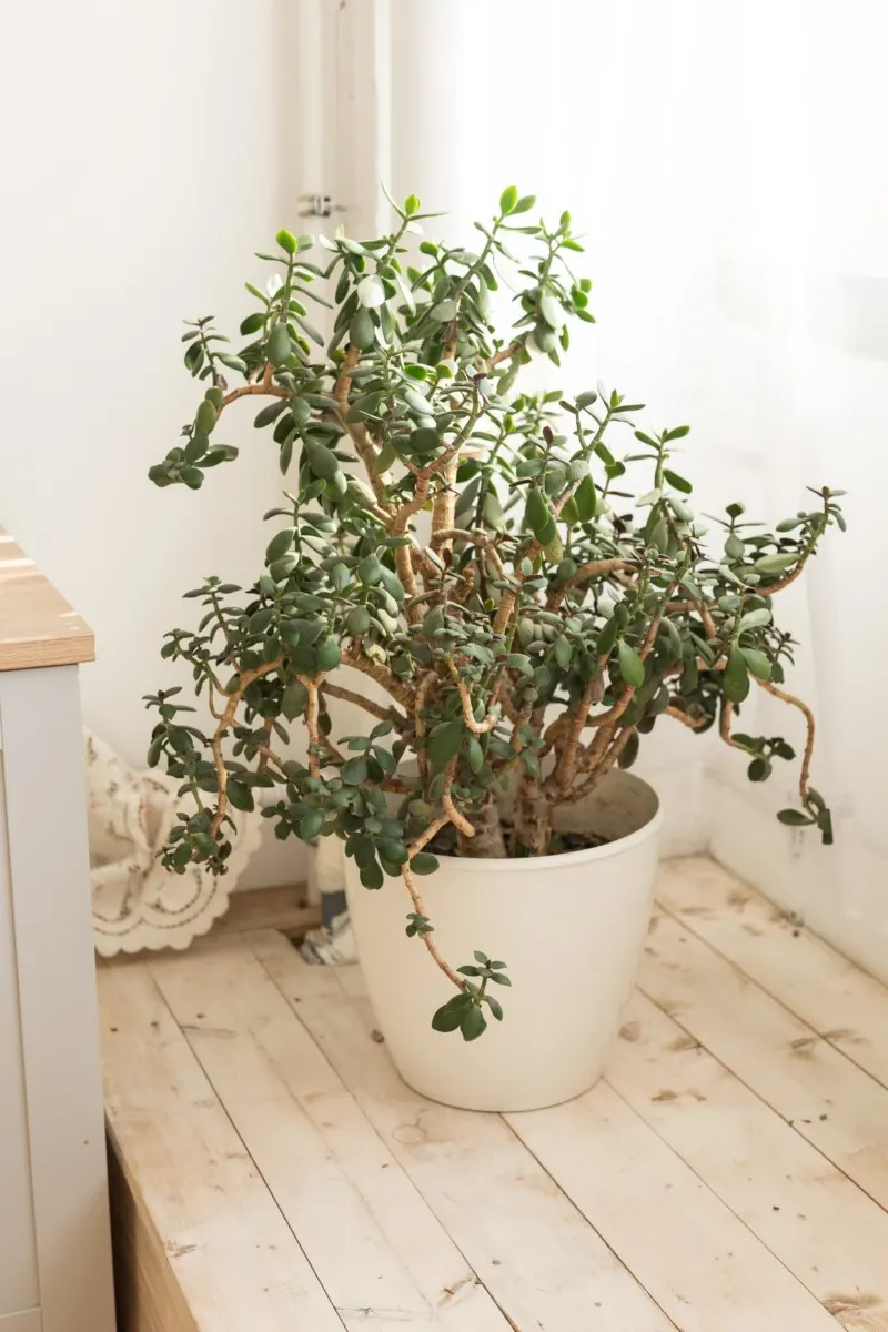 A large, mature jade plant 