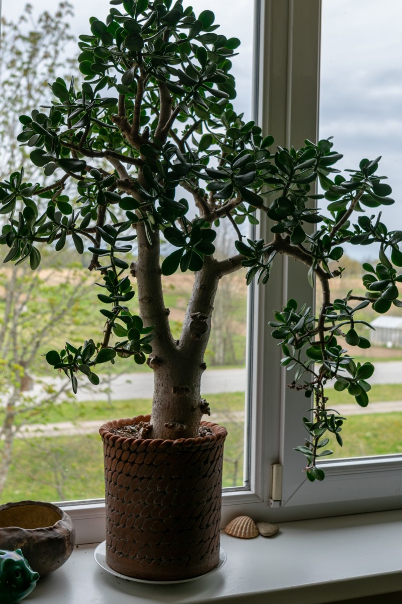 A large older jade in a small pot on a windowsill.