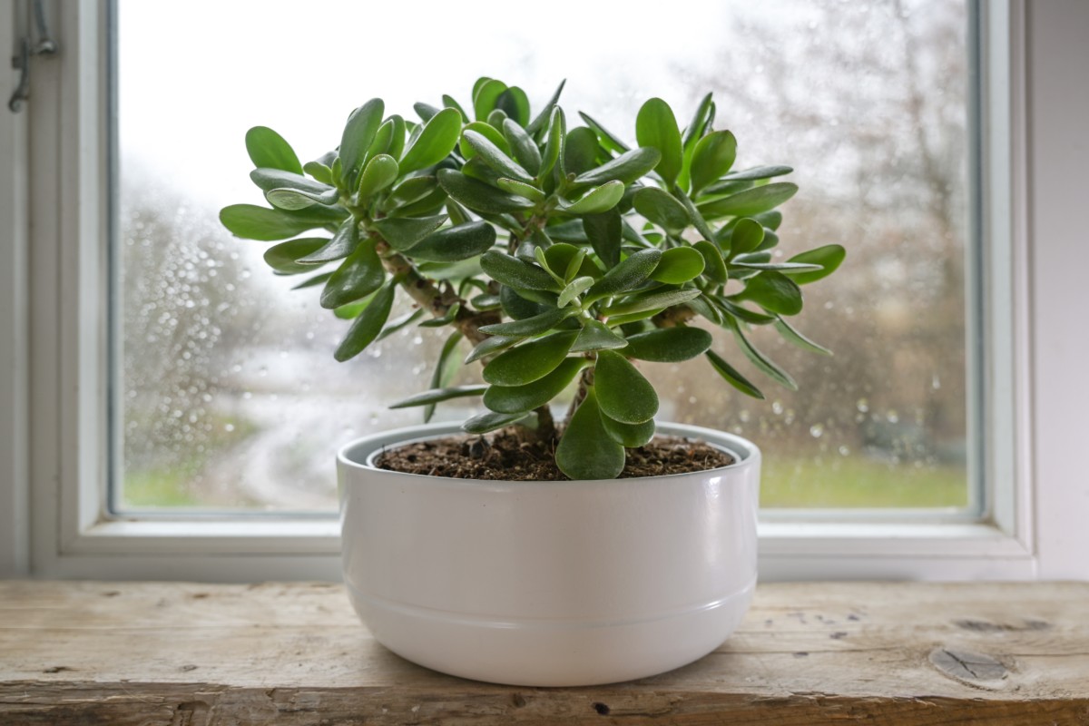 A healthy jade plant in front of a rainy window.