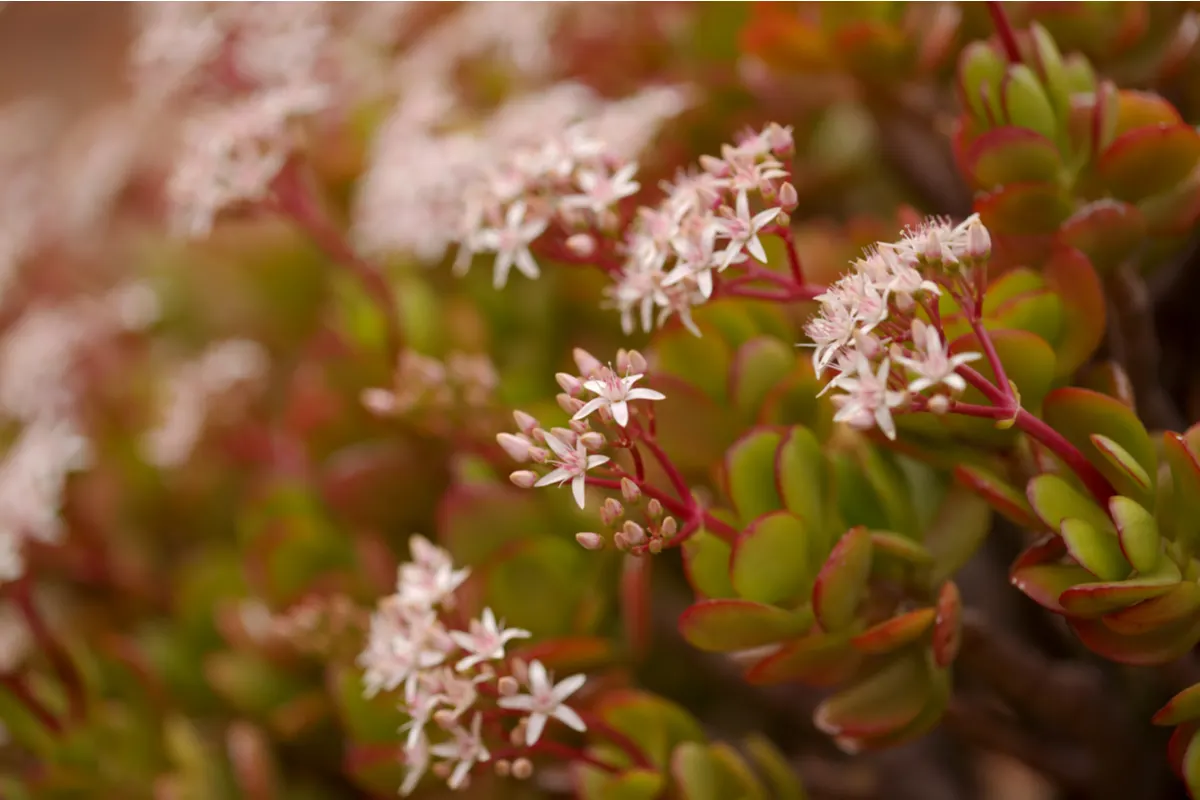 Soft focus photo of pink flowers on a red-tipped jade plant. 