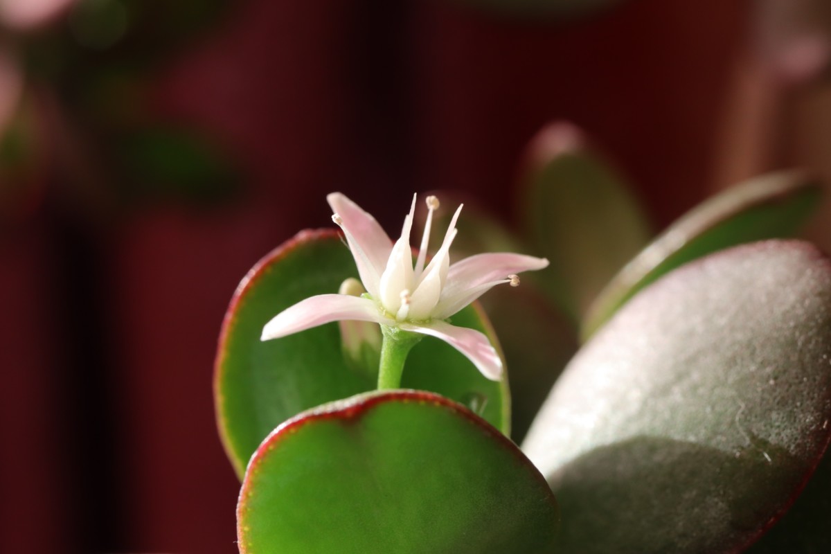 Close up of a single jade plant bloom.