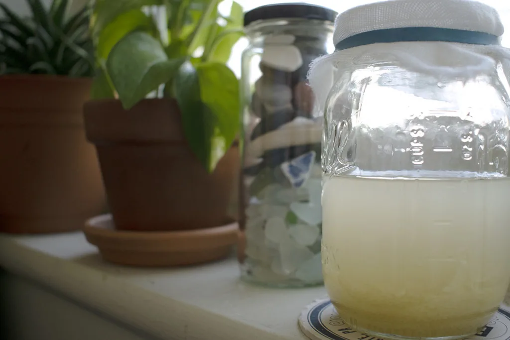 A jar with fermenting dandelion soda