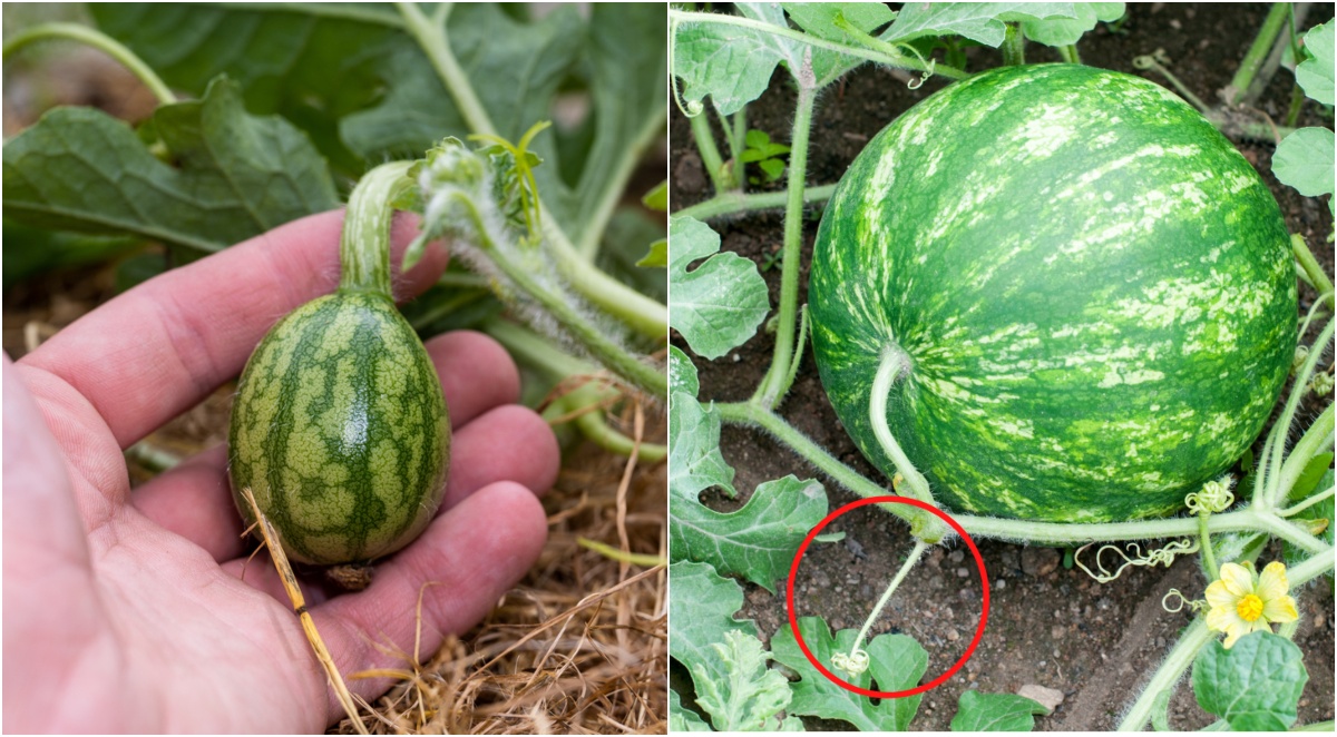 8 Secrets to Grow Amazing Watermelon How to Know When Theyre Ripe