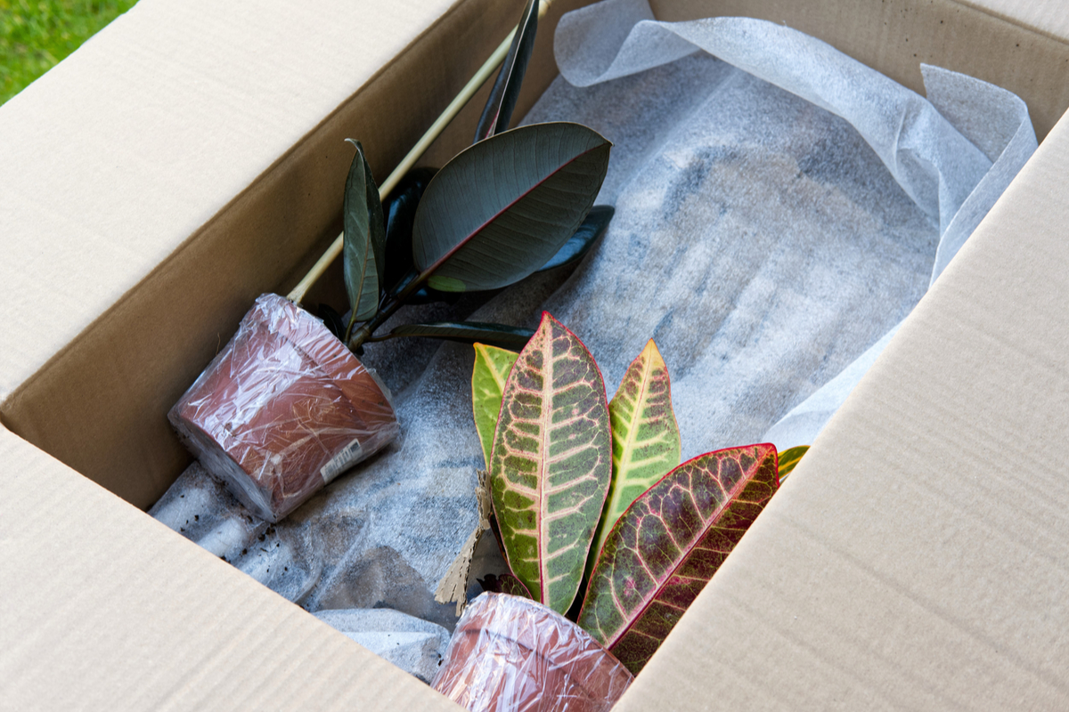 https://www.ruralsprout.com/wp-content/uploads/2022/03/houseplant-unboxing.jpg?utm_source=chatgpt.com