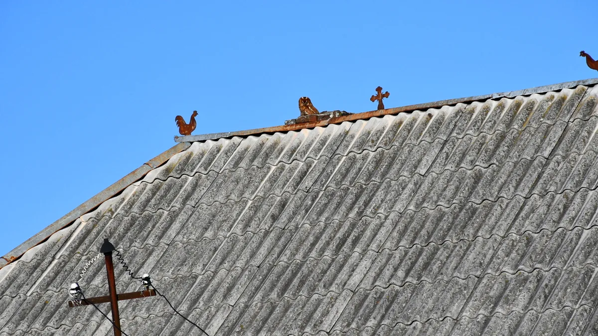 Owl sitting on top of roof. 