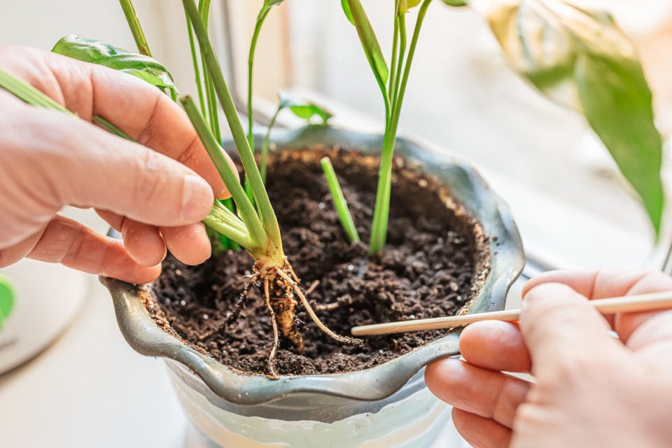 8 Things You Must Do Every Time You Bring Home A New Houseplant
