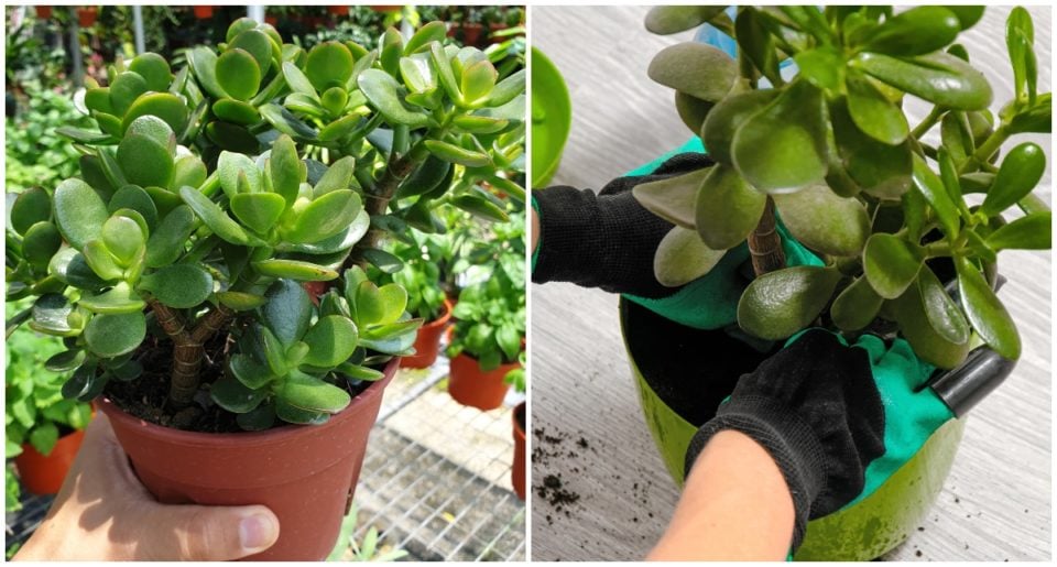 How To Get Your Jade Plant To Flower