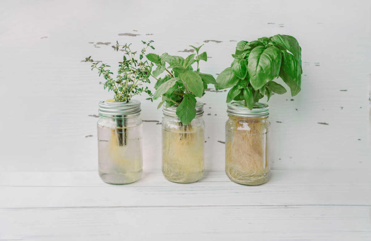Herbs grown using the Kratky method in mason jars. 