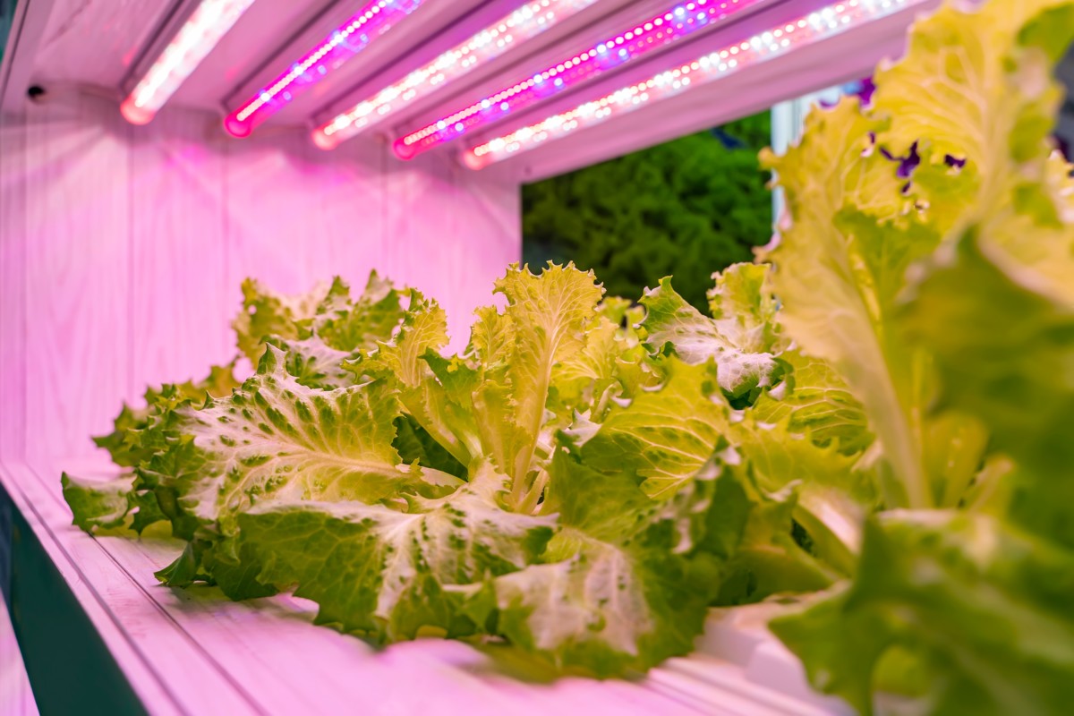 Hydroponic lettuce set up with LED grow lights.