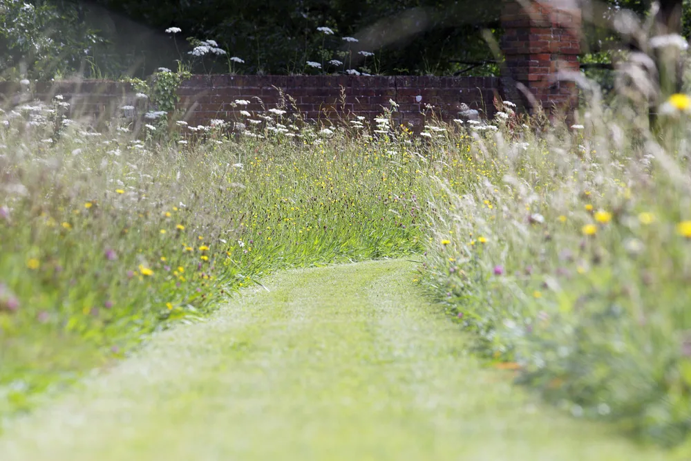 Meadow filled with wildflowers and a path mown through the middle.