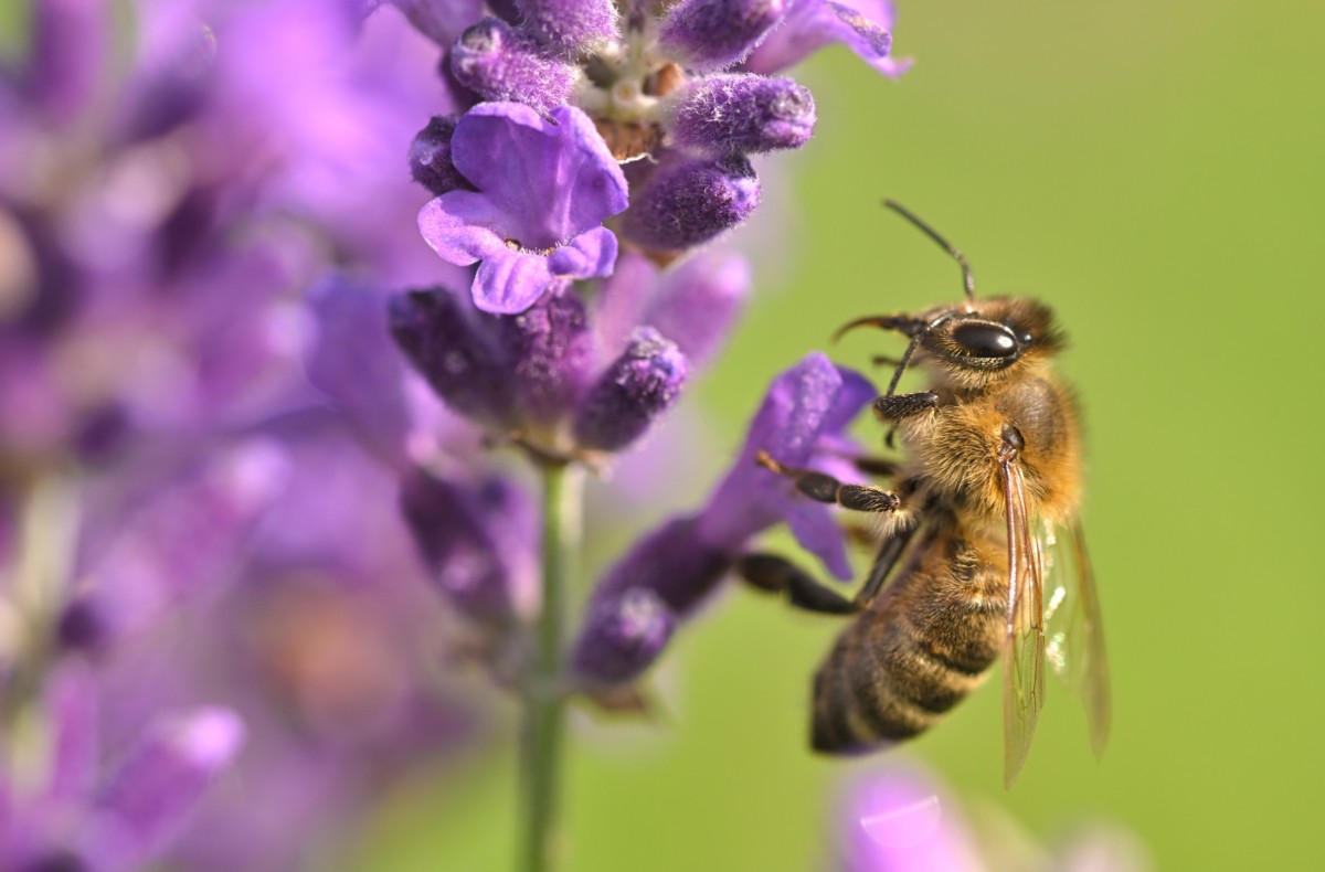 Close up of a bee on hyssop stalk