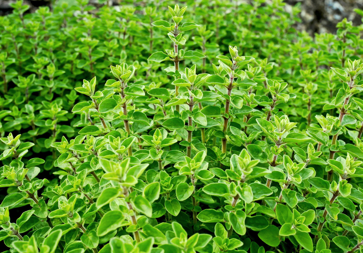 bright green marjoram plant