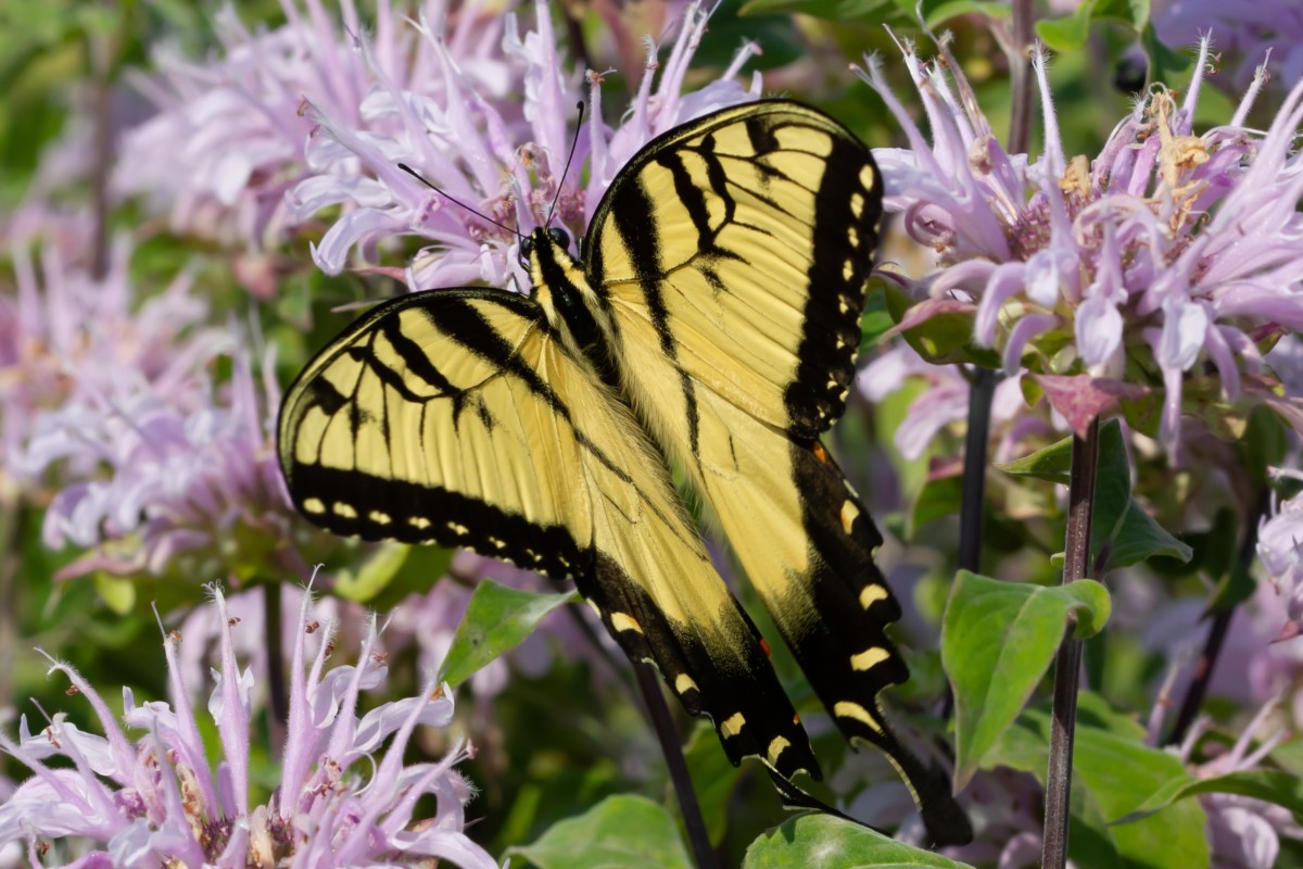 swallowtail butterfly on wild bergamot flowers