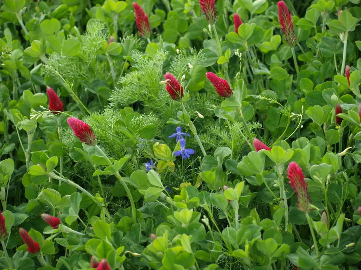 Living mulch of red clover and other plants. 