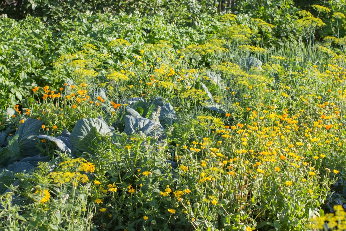 Cabbages surrounded by dill and calendula.