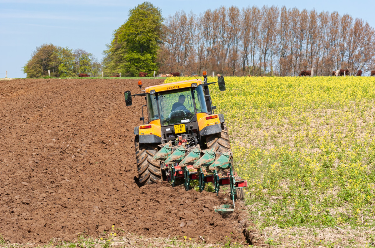 Farmer tilling under the mustard planted as a cover crop