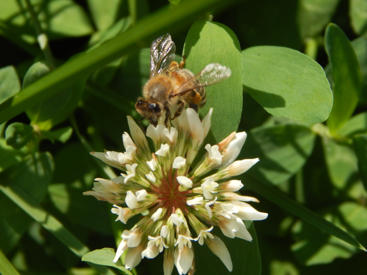 a honey bee on a white clover flower