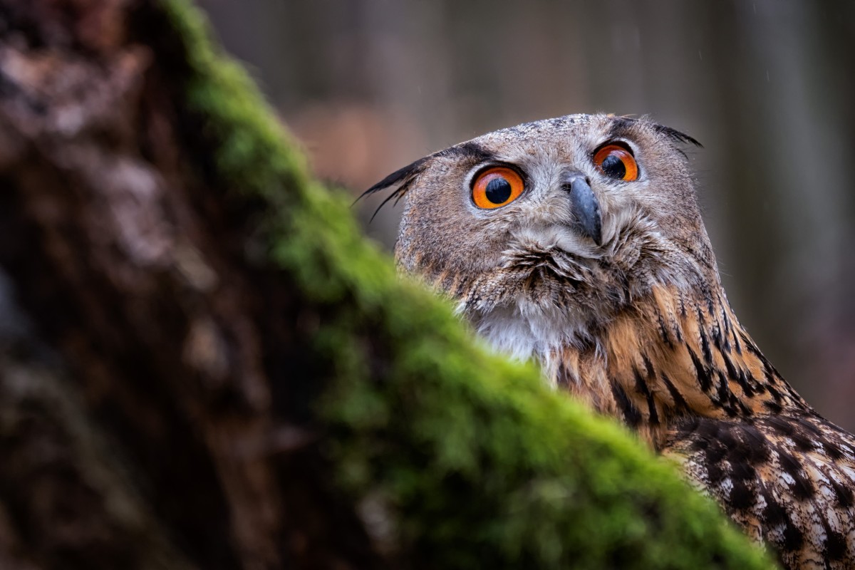 Close up of owl sitting behind tree stump