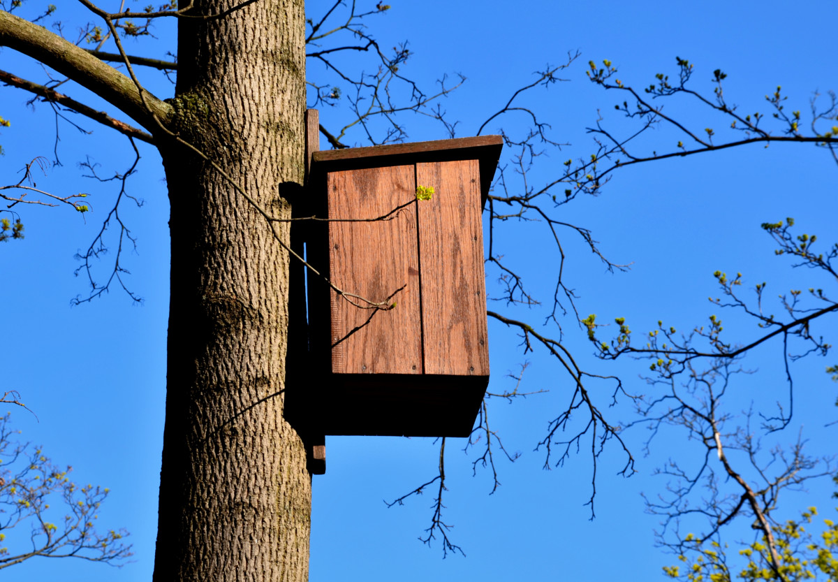 Owl nesting box attached to a tree