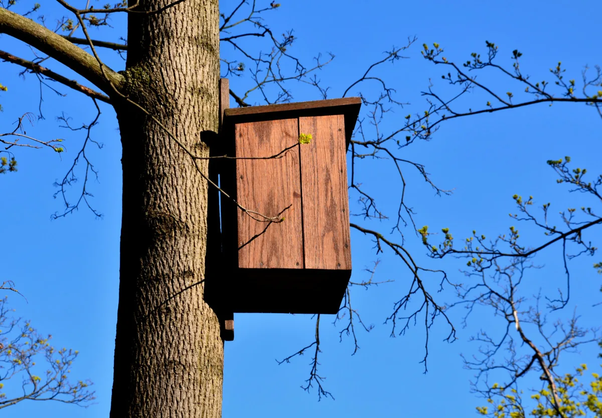 Owl nesting box attached to a tree