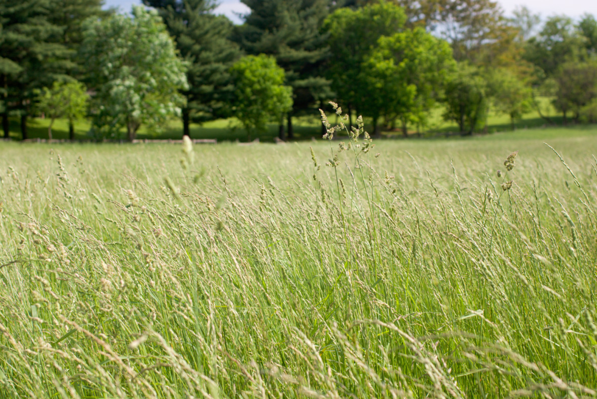 Tall grass meadow