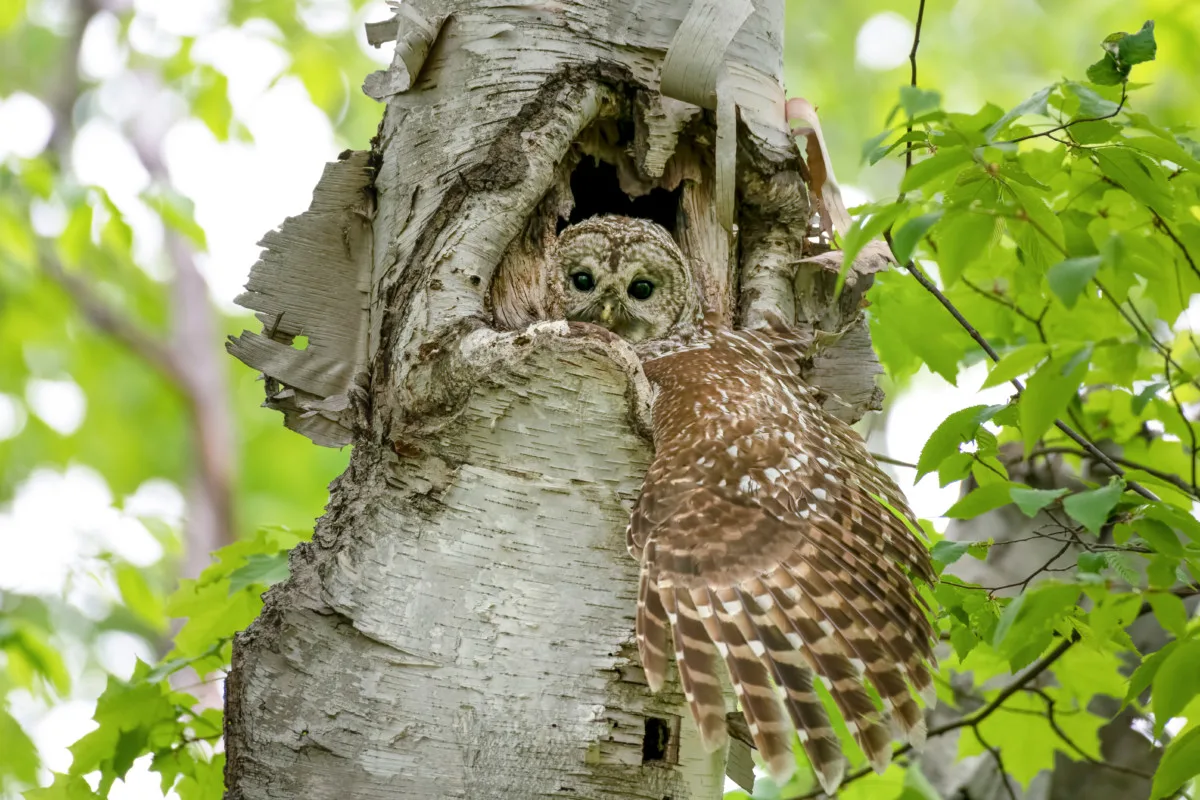 Barred owl in next inside tree