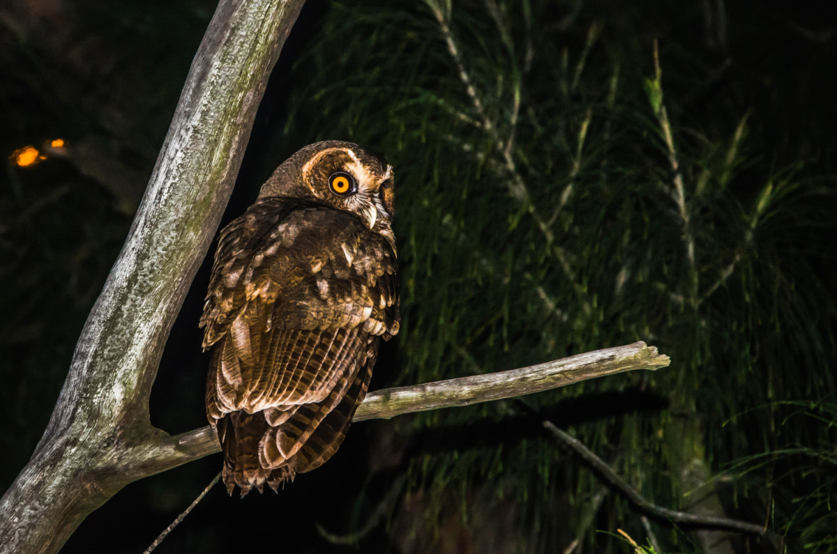 An owl on a branch at night