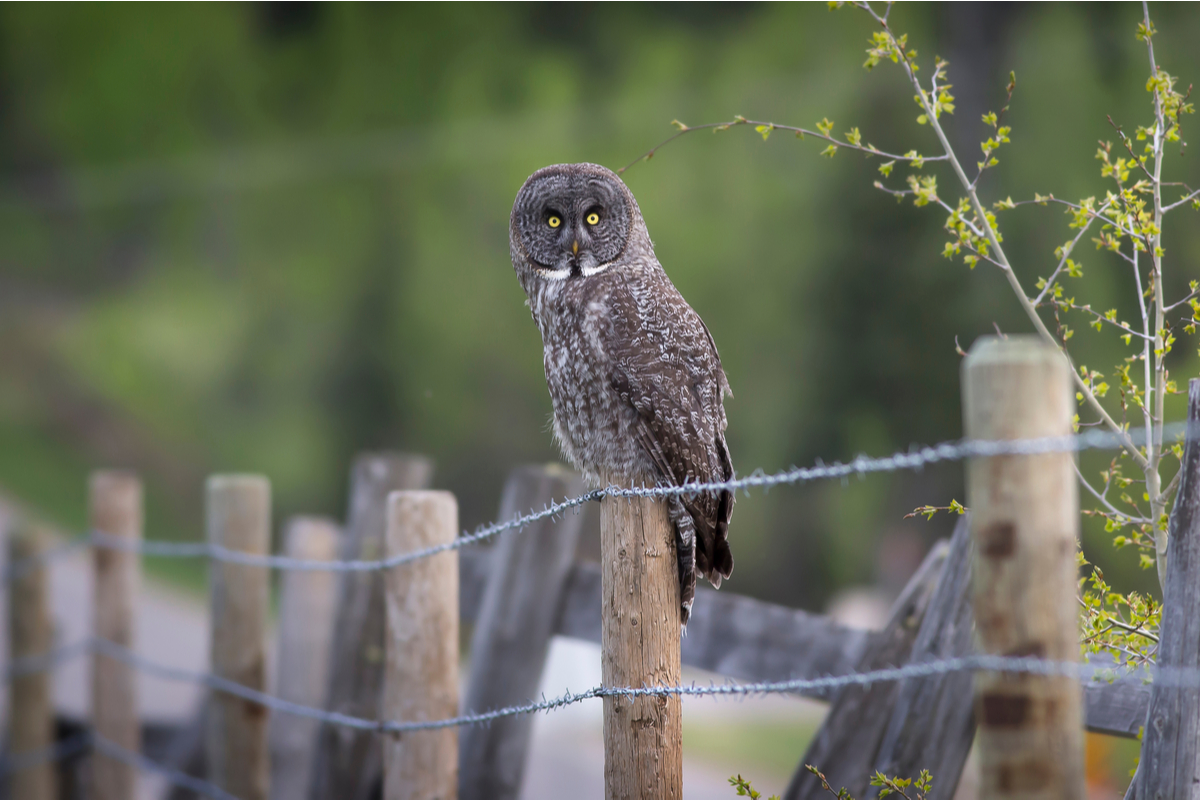 Owl sitting on a fence