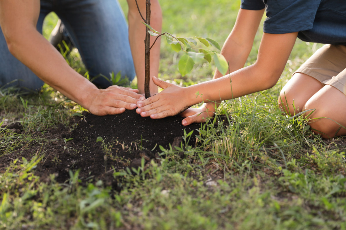 Child and parent planting tree in the backyard